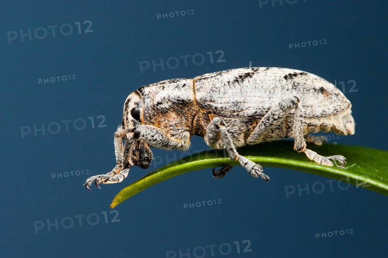 Sluggish weevil (Cleonus piger), Germany, Europe