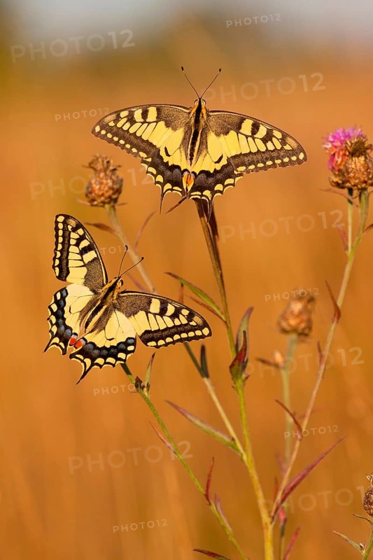 Swallowtail (Papilio machaon) North Rhine-Westphalia, Germany, Europe