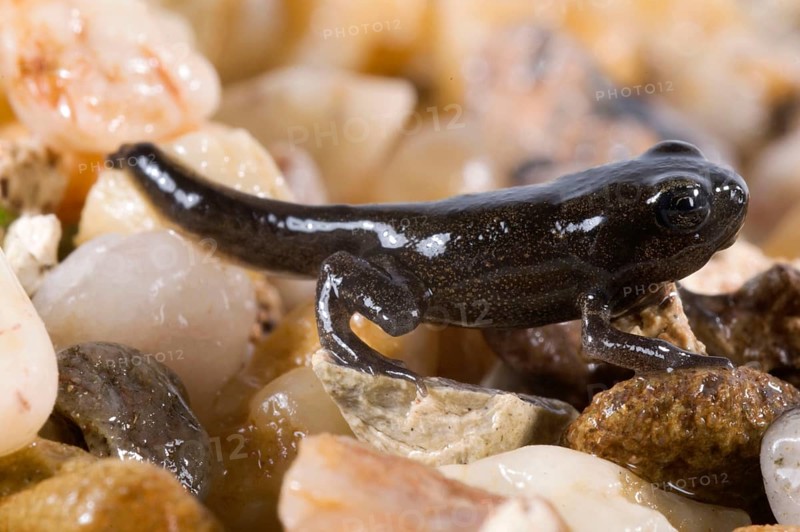 Common toad (Bufo bufo), juvenile with tail