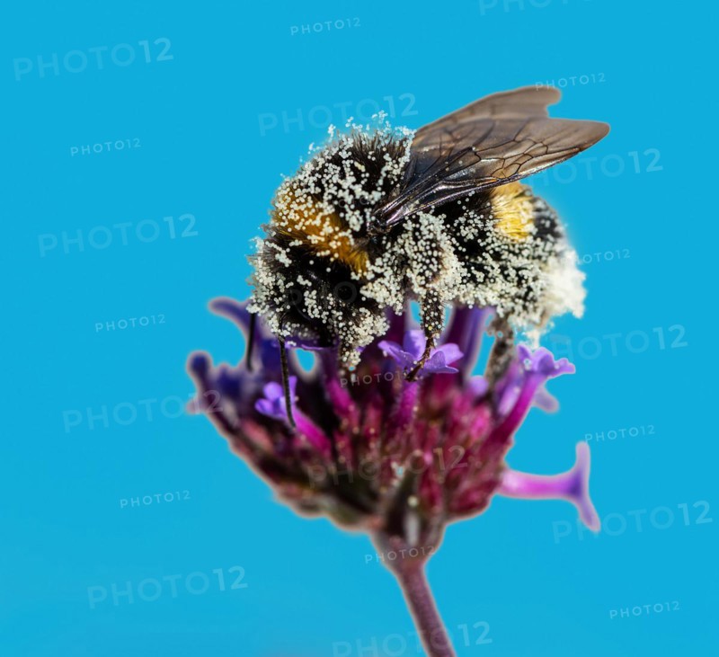 Bumblebee full of pollen on a flower blossom