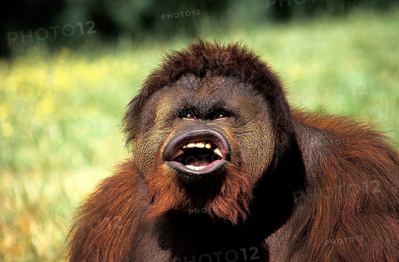 Bornean orangutan (Pongo pygmaeus), male with funny face