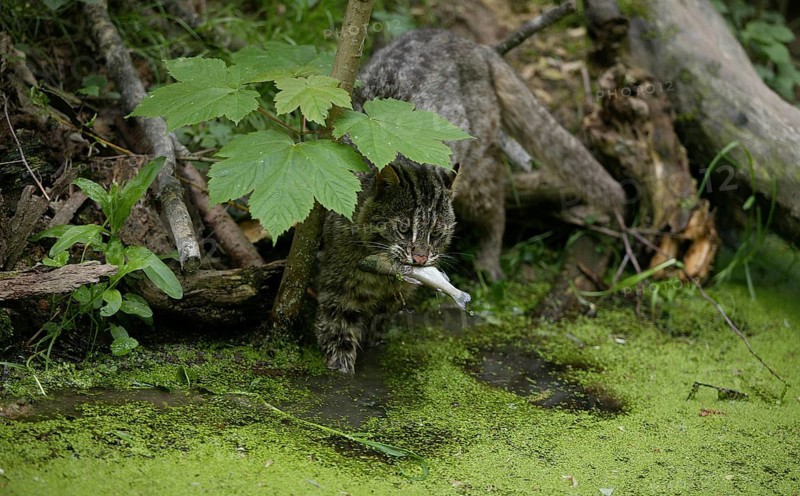 Leopard cat (prionailurus bengalensis), adult fishing, fishing