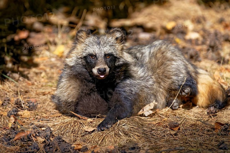 Tanuki