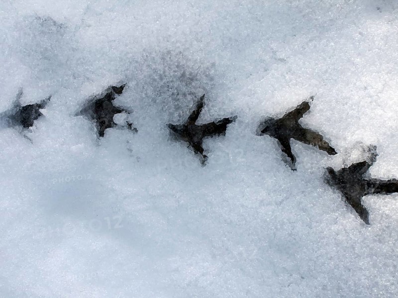 Spruce Grouse, footprints, Gaspesie National Park, Spruce grouse (Dendragapus Canada Grouse (Falcipennis canadensis), Canada, North America