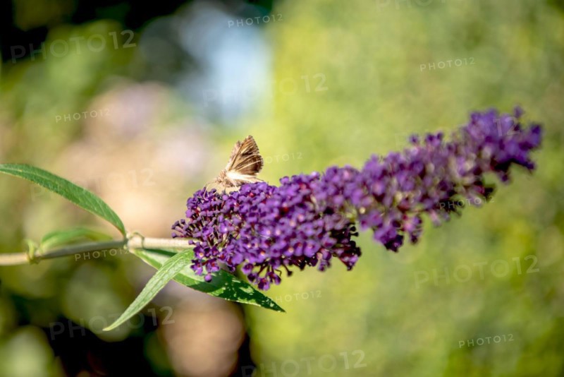 Agate Owl Moth on a Lilac Blossom