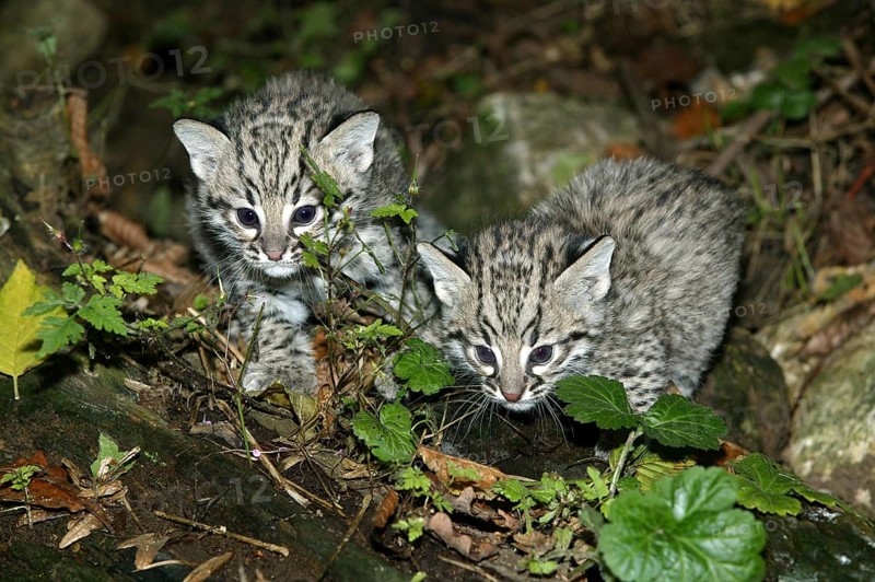 Geoffroy's Cat, oncifelis geoffroyi, Kittens