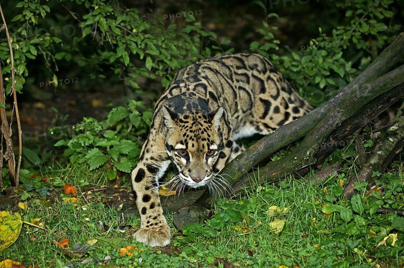 Clouded leopard (neofelis nebulosa), ADULT