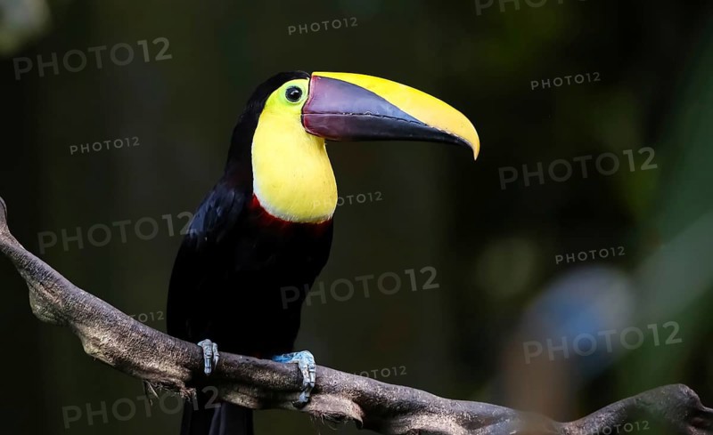 Chestnut Mandibled Toucan on a Vine in the Jungle