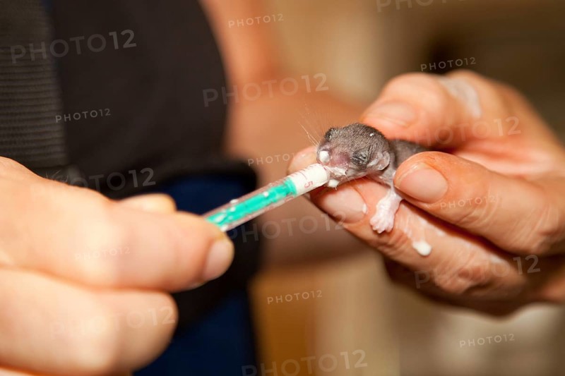 Edible dormouse (Glis glis), young animal, rearing, Rhineland-Palatinate, Germany, Europe