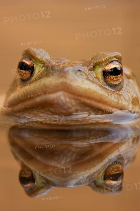 Common toad (Bufo bufo) Rhineland-Palatinate, Germany, Europe