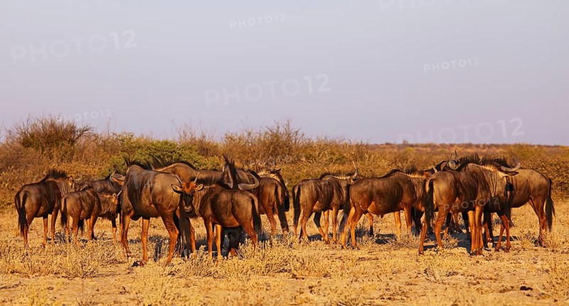 Blue wildebeests (Connochaetes taurinus) in morning light, Central Kalahari, Botswana, Botswana, Africa