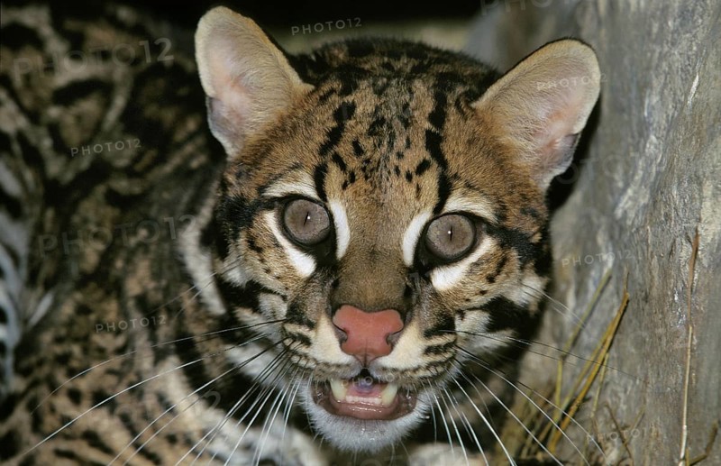 Ocelot (leopardus pardalis), portrait of an adult