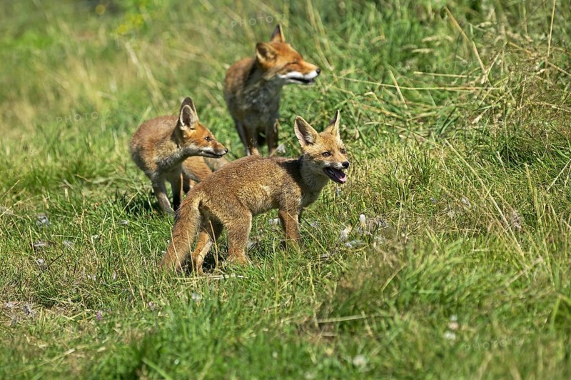 Red Fox (vulpes vulpes), Mother with Cub, Normandy