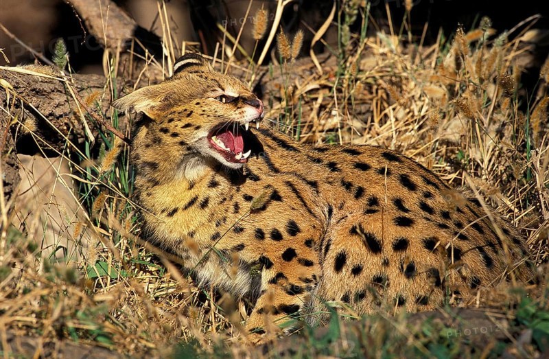 Serval (leptailurus serval), Adult snarling