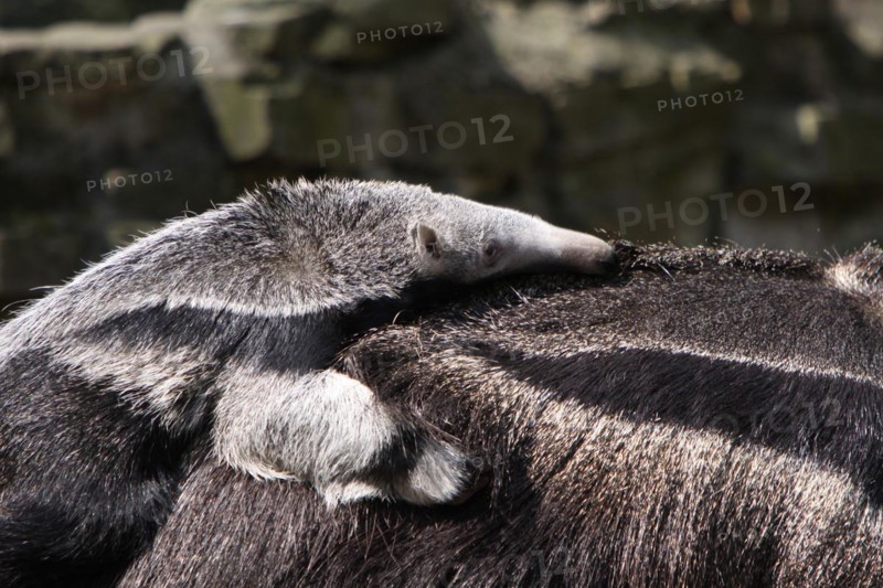 Large anteater