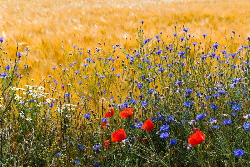 Cornflowers in a grain field