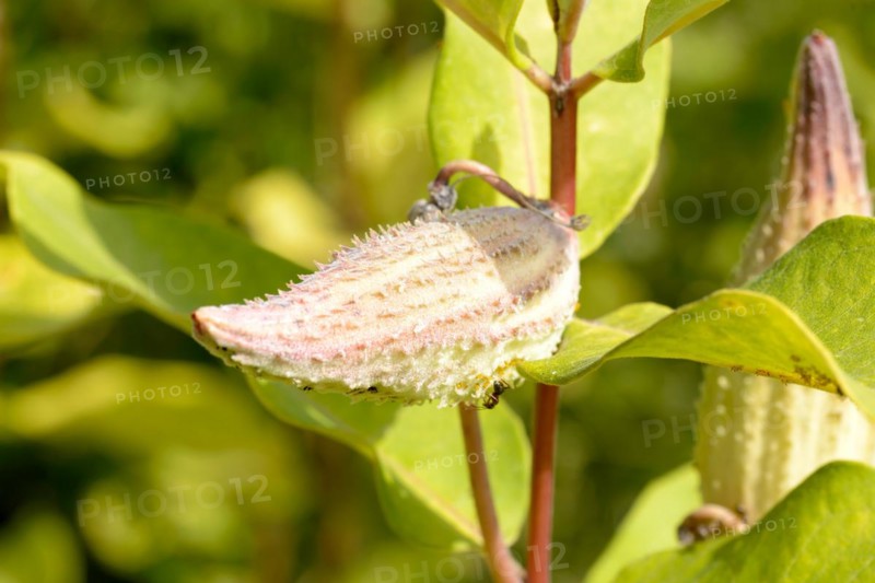 Closeup of the fruit, also called milkweed or silkweed. (Asclepias Syriaca) This plant produces latex