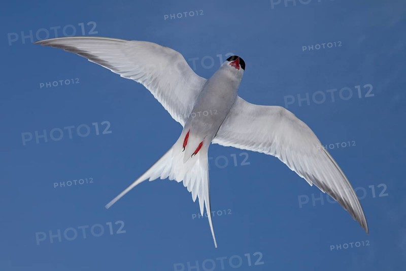 Arctic tern (Sterna paradisaea), tern, terns, exempt, Iceland, Europe