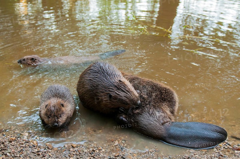 European beaver (Castor fiber) and young, Rosenheim, Bavaria, Germany, Europe