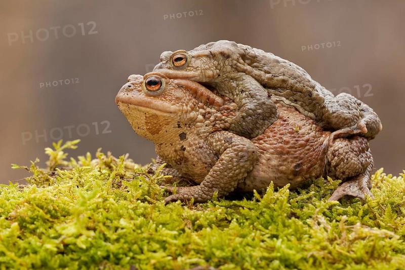 Common toad (Bufo bufo), Mating, Rhineland-Palatinate, Germany, Europe