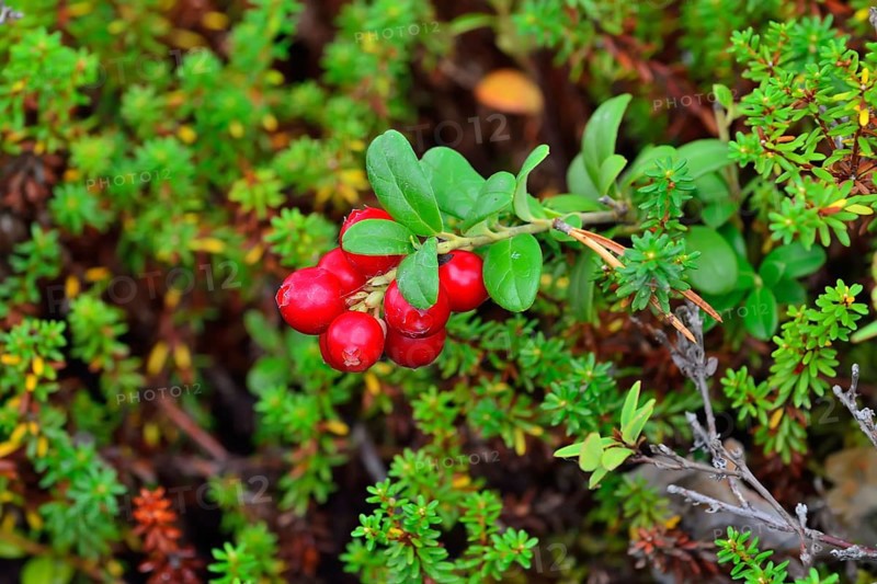 Ripe red berries of a cowberry close up in bright sunlight