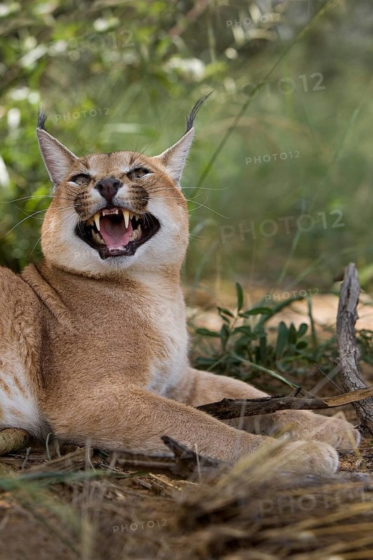 caracal (CARACAL caracal) ADULT GROWLING, NAMIBIA