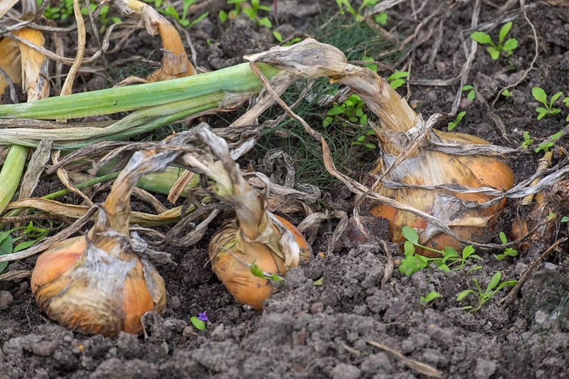 Ripe common onions (Allium cepa)