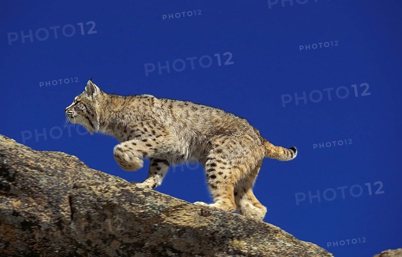 Bobcat (lynx rufus), Adult standing on Rocks, Canada, North America