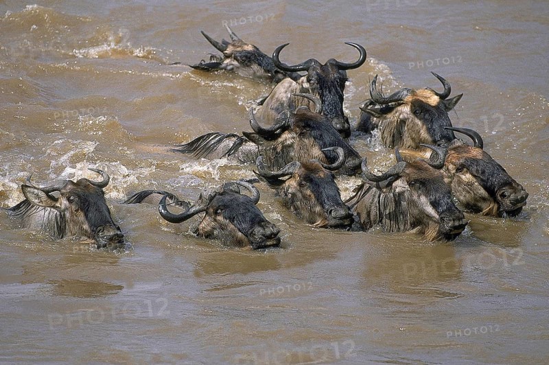 BLUE WILDEBEEST (connochaetes taurinus), GROUP CROSSING MARA RIVER, MASAI MARA PARK IN KENYA