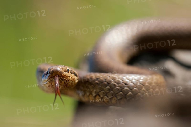 Smooth snake (Coronella austriaca) North Rhine-Westphalia, Germany, Europe