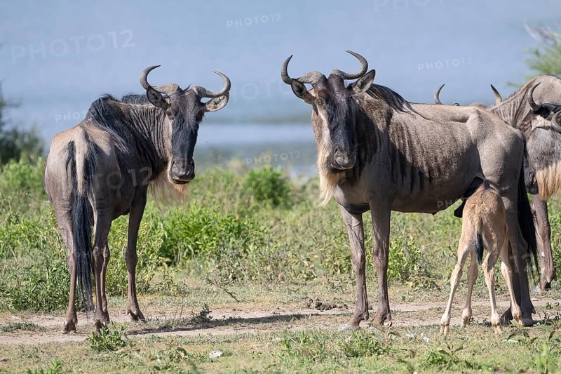 Wildebeest (Connochaetes), cows with calf, Ndutu Conservation Area, Tanzania, Africa