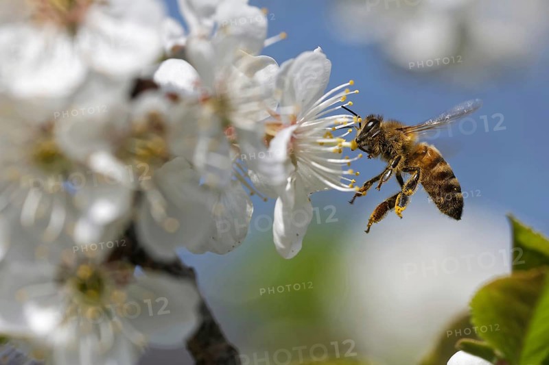 Bee pollinates a flower