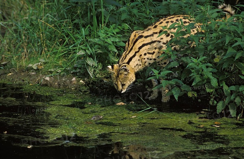 Serval (leptailurus serval), Adult Hunting