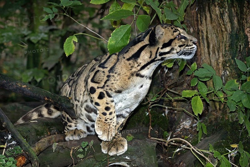 Clouded leopard (neofelis nebulosa), ADULT