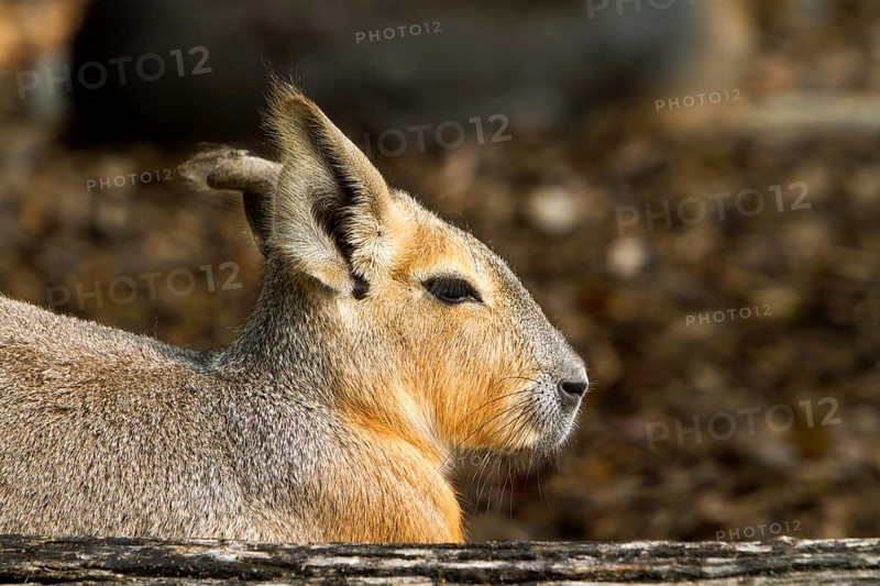 The greater patagonian mara (Dolichotis patagonum) it forms the genus of pampas hares