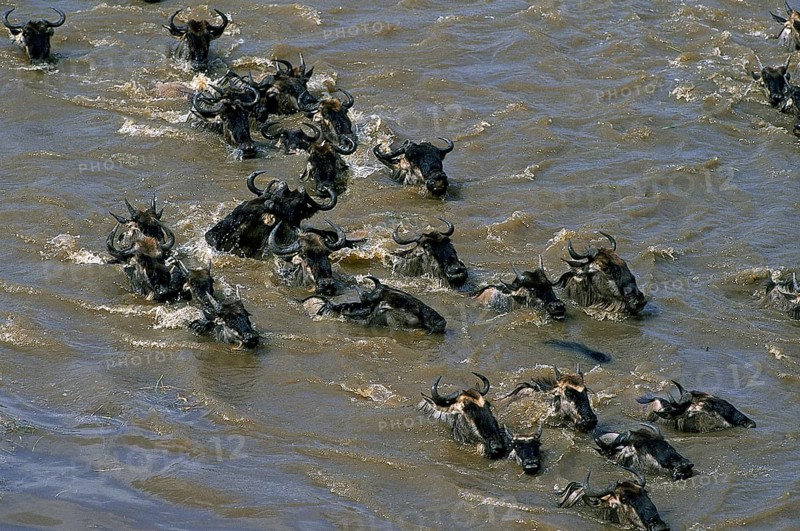 BLUE WILDEBEEST (connochaetes taurinus) CROSSING MARA RIVER IN MASAI MARA PARK, KENYA