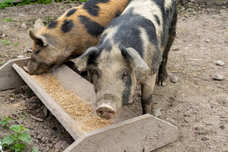 Close up of two adult Linderod pigs feeding at a trough in a pig sty