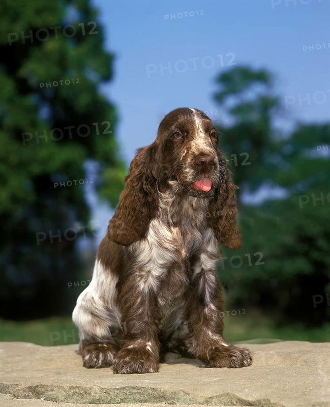 English Cocker Spaniel sitting