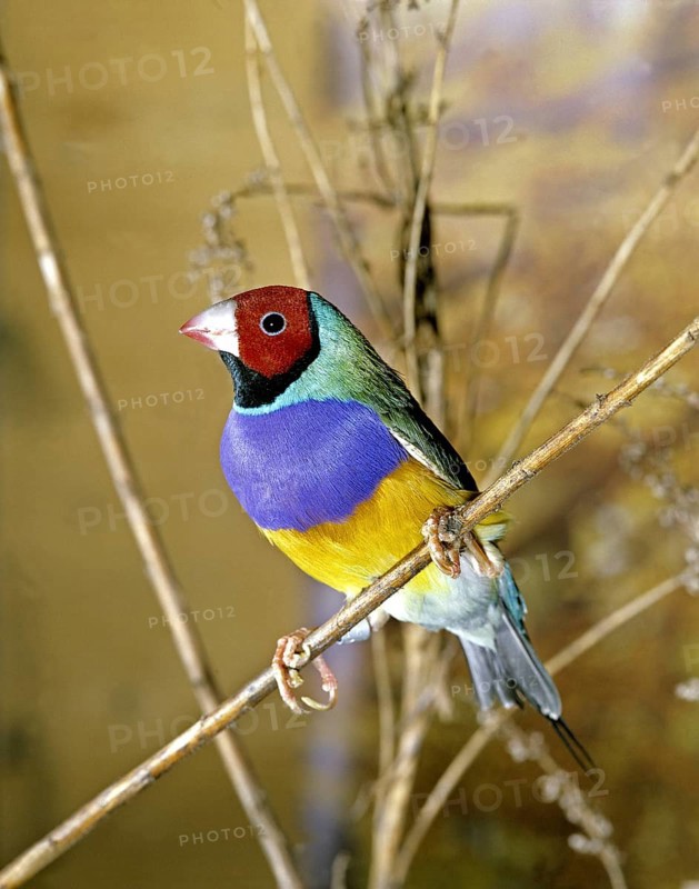 Gouldian finch, chloebia gouldiae