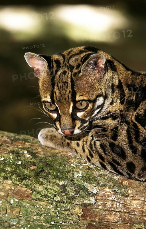 MARGAY CAT leopardus wiedi, HEAD OF THE ADULT