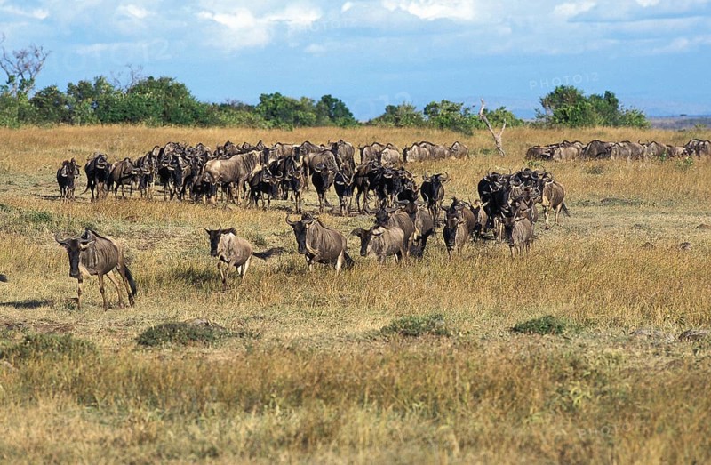 BLUE WILDBEEST (connochaetes taurinus), HERD HIKING, MASAI MARA PARK, KENYA
