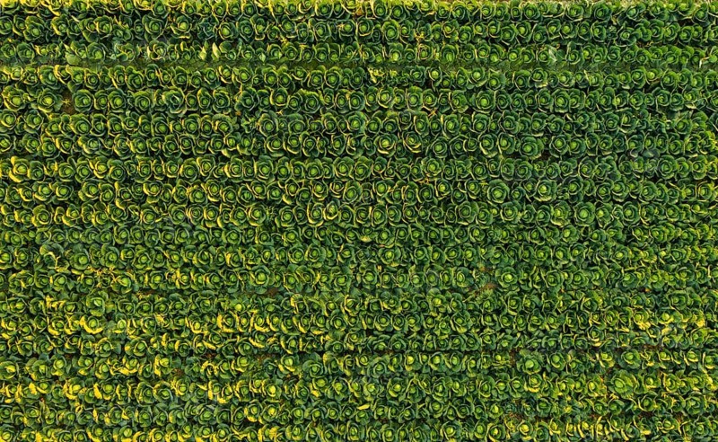 Sunset over a field of cabbage aerial view from above. Agriculture field background
