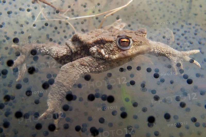 Common toad (Bufo bufo), underwater, spawn, Rhineland-Palatinate, Germany, Europe
