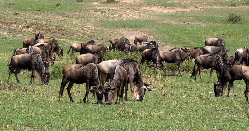 Blue Wildebeest (connochaetes taurinus), Herd during Migration, Masai Mara park in Kenya