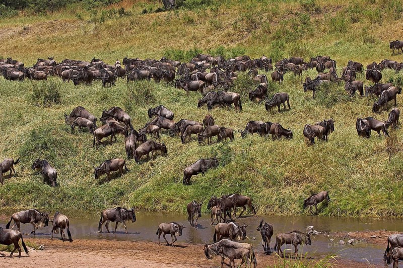 Blue Wildebeest (connochaetes taurinus), Herd Crossing River during Migration, Masai Mara park in Kenya