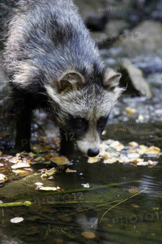Tanuki