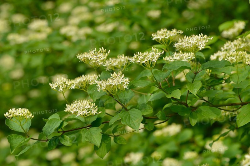 Flowering elderberry. Sambucus nigra in bloom, lots of small white flowers
