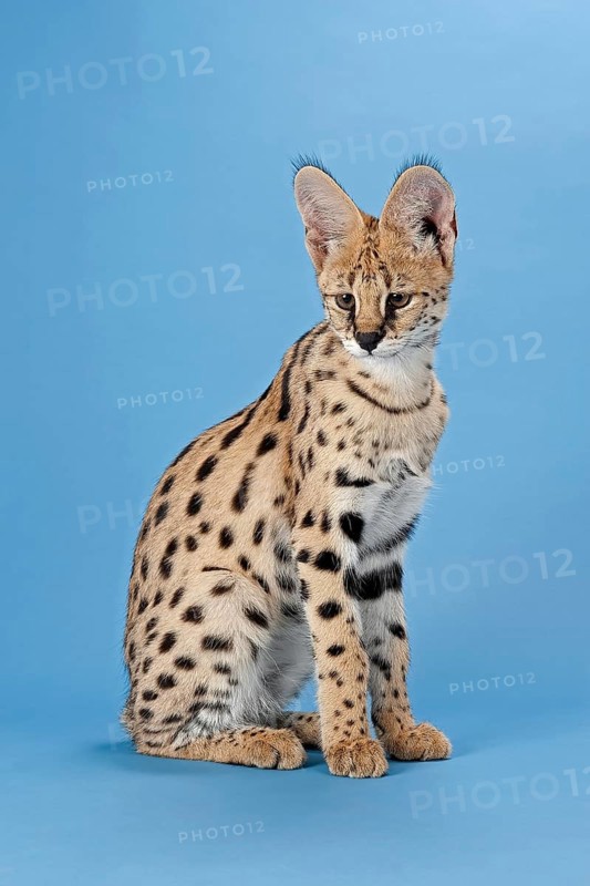 Serval (Leptailurus serval), juvenile, captive, studio photograph