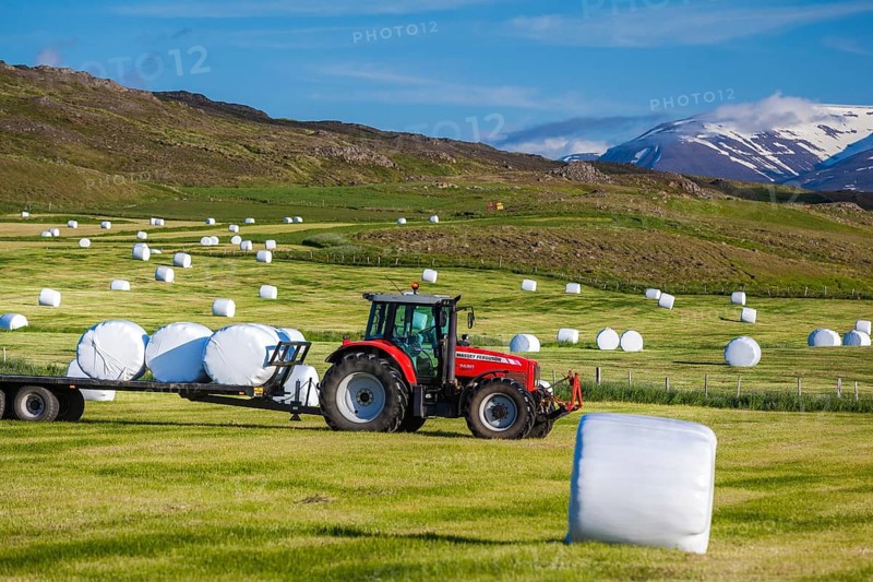 ICELAND, JUNE 29: Tractor bringing in hay bales from the fields for silage and winter feed for livestock in Iceland on June 29, 2013 in Iceland