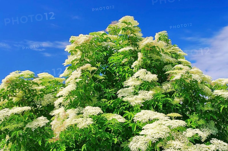 Elder flower 36